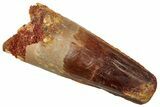 Fossil Spinosaurus Tooth - Real Dinosaur Tooth #329603-1